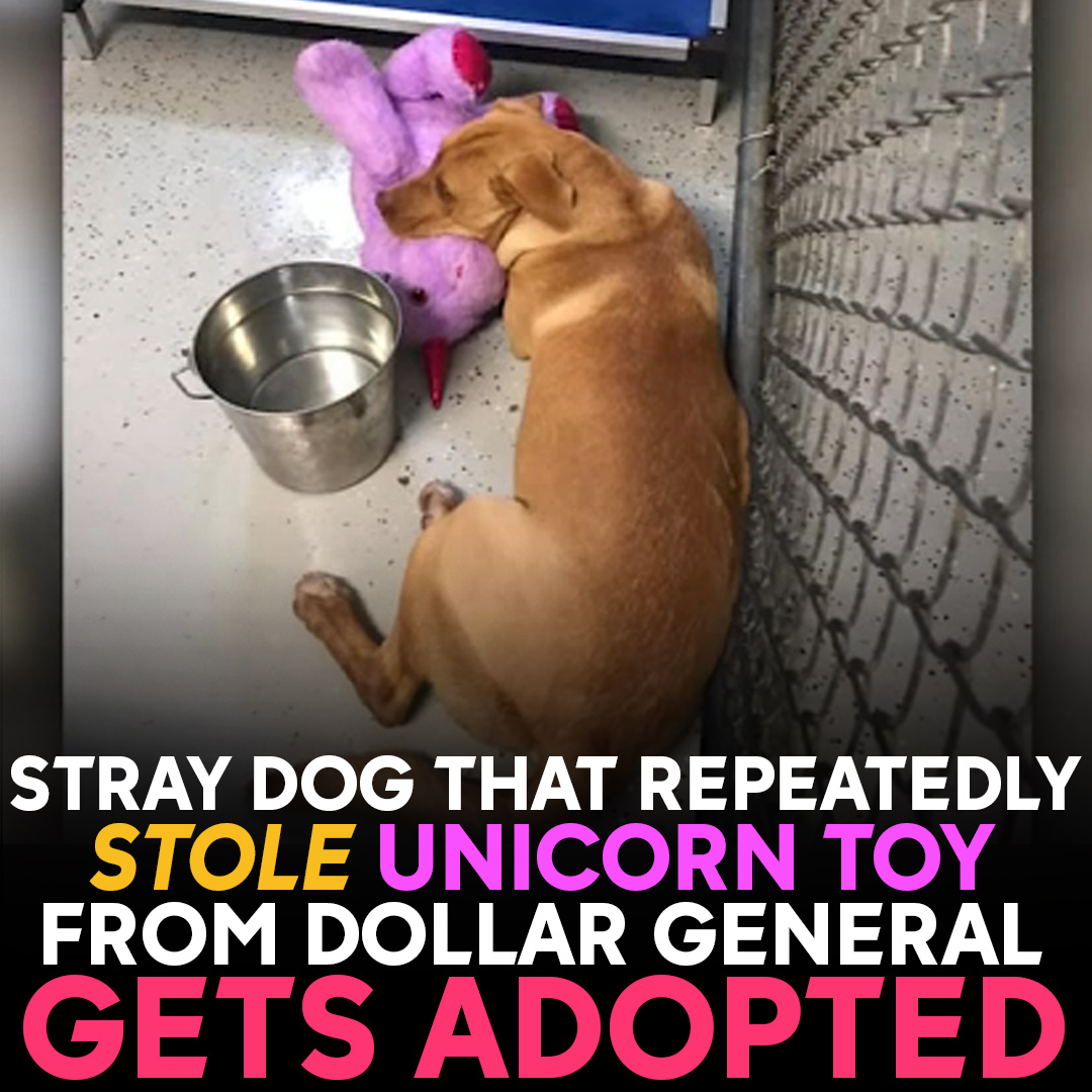 Can Dogs Go In Dollar General