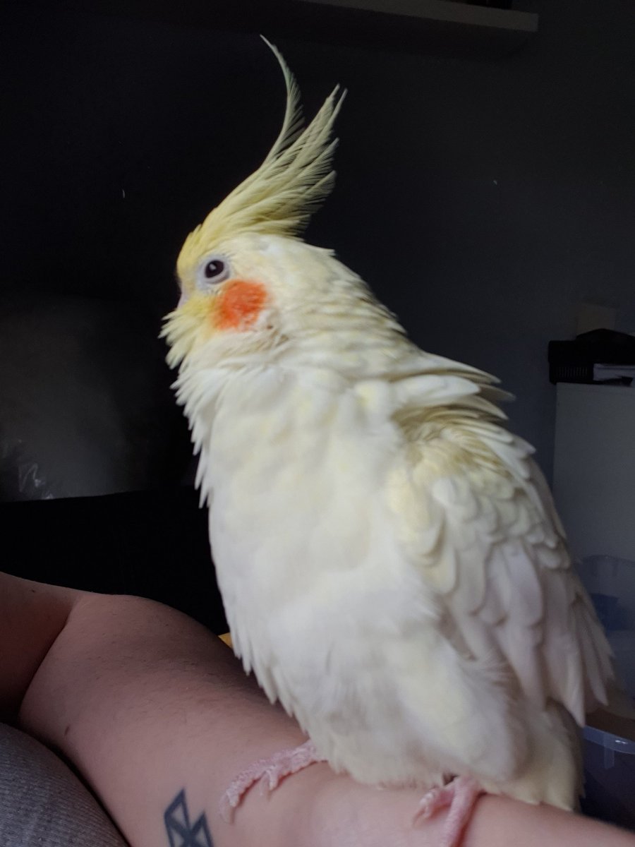 terrathetiel's tweet photo. word cold and hard

birb warm and soft https://t.co/AaaJe0Xi63