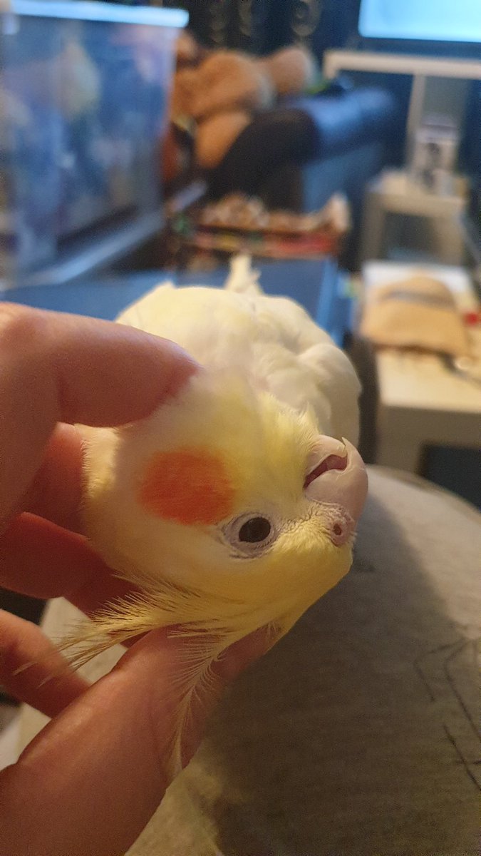 terrathetiel's tweet photo. word cold and hard

birb warm and soft https://t.co/AaaJe0Xi63