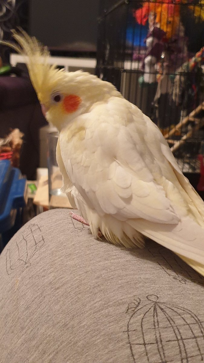 terrathetiel's tweet photo. word cold and hard

birb warm and soft https://t.co/AaaJe0Xi63