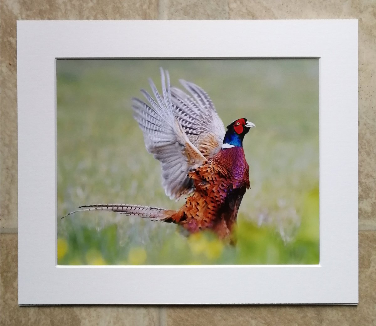 'Male Pheasant in a flap' 10x8 mounted print.  Something colourful for your wall! You can buy it here; https://www.carlbovis.com/product-page/wings-up-pheasant-10x8-mounted-print 