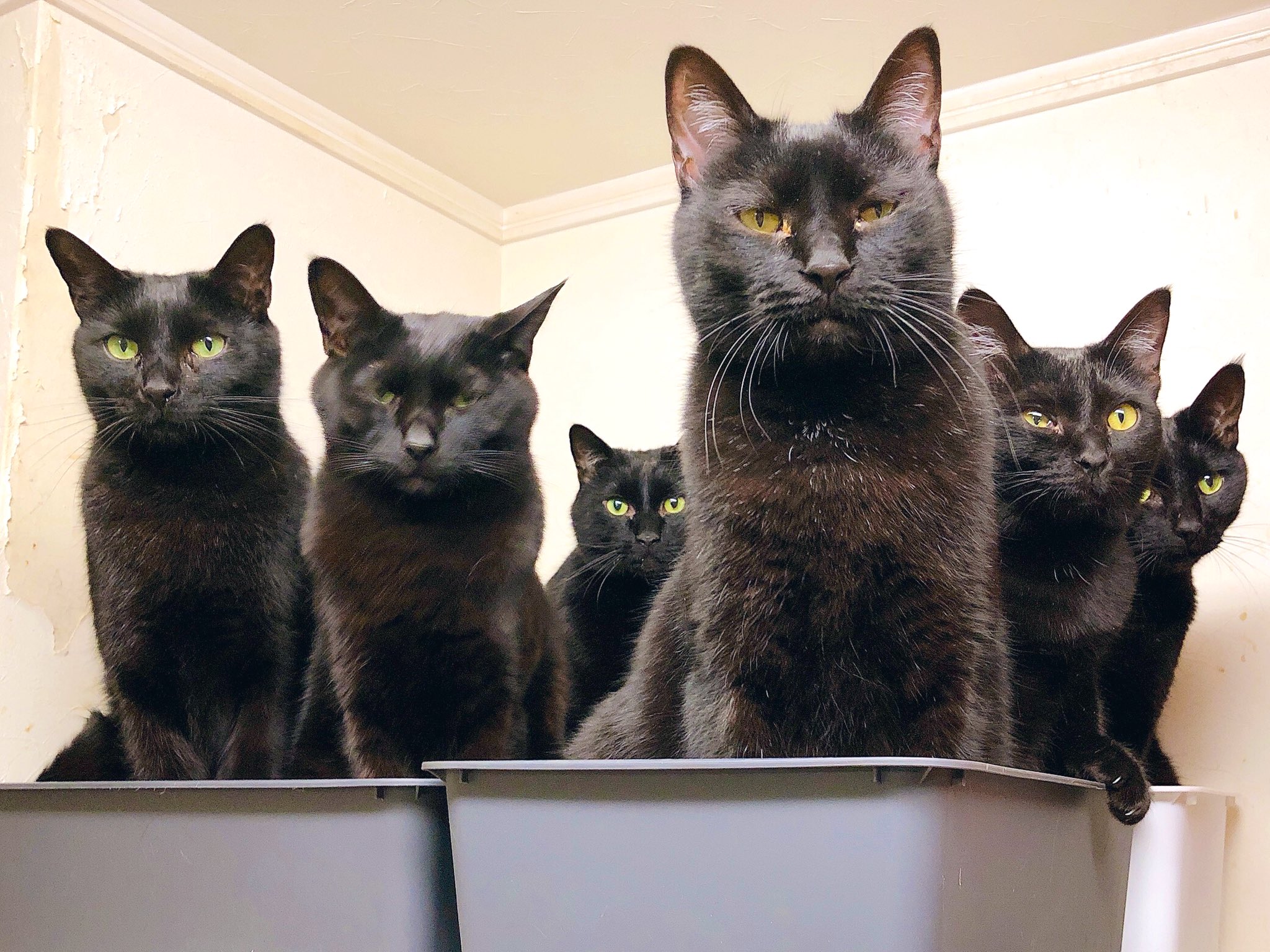 猫野四季 黒猫六様 ねこ ネコ 猫 黒猫圧 かっこいいから見て T Co Hri0f6k5bz Twitter