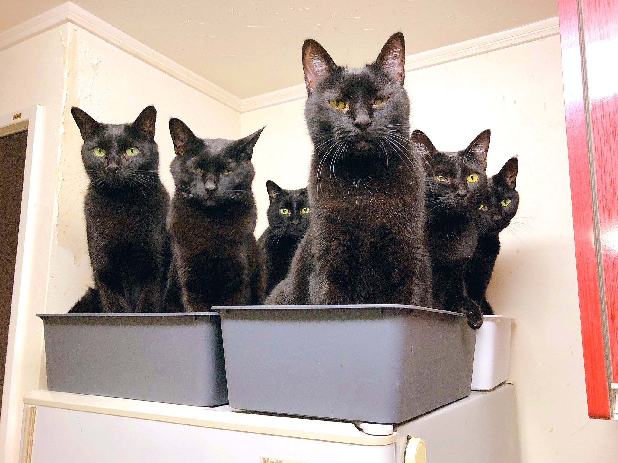 猫野四季 黒猫六様 ねこ ネコ 猫 黒猫圧 かっこいいから見て T Co Hri0f6k5bz Twitter
