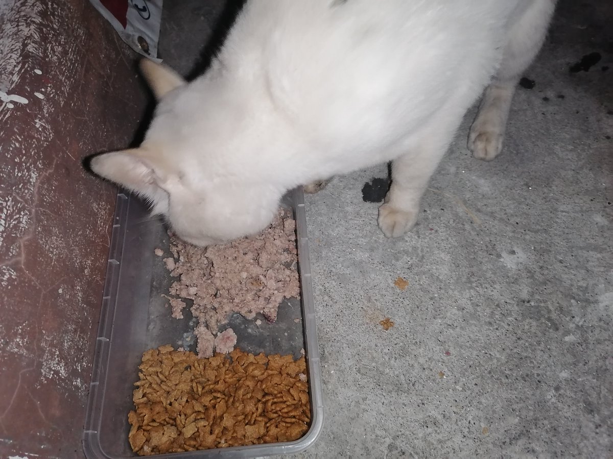 LindaLokie's tweet photo. mixture of wetfood for our senior community cat (white) "MAO" and friends!! Happy Cat Happy Life #cats #CatsOfTwitter #donateforcat #DONATION #RescuedCat #AdoptDontShop https://t.co/8ZvPbd9PgQ
