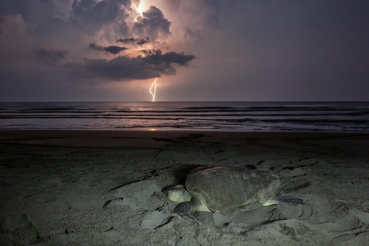 fsilvarivera9's tweet photo. Concurso internacional de fotografía: MAGICAL NATURE” en Slovenia.
Ocultando el nido
Tortuga golfina (Lepidochelys olivacea)
Catalogada en peligro de extinción en México NOM-059
Costas de Chiapas., México. https://t.co/lQyk5Uycx0