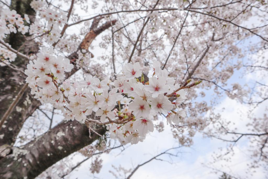 kamo_poire's tweet photo. 今日は向山緑地のさくら広場で夫とお花見🌸
広い公園内をゆっくり散策。
晴れていて暖かくお花見日和☀
春は心が躍る。
#花見
#お花見
#豊橋 
#ラバーダック
#あひるちゃん 
#rubberduck 
#THETAのある生活
#RICOHTHETA
#THETASC https://t.co/YJBMGwFb63