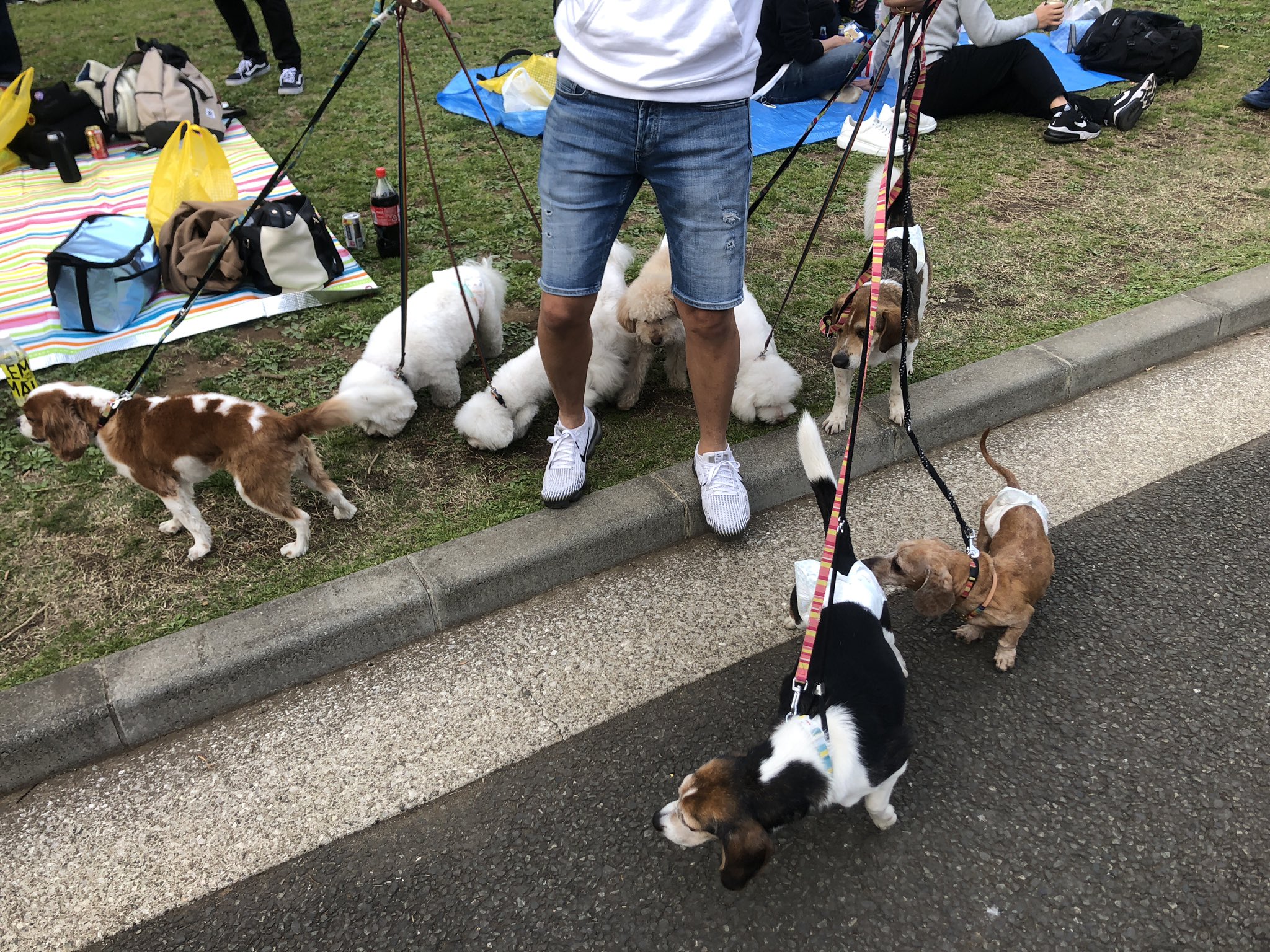 ぶんぶん 代々木公園で犬おじさんいてつい話しかけてしまったわ T Co Mecjbaraec Twitter