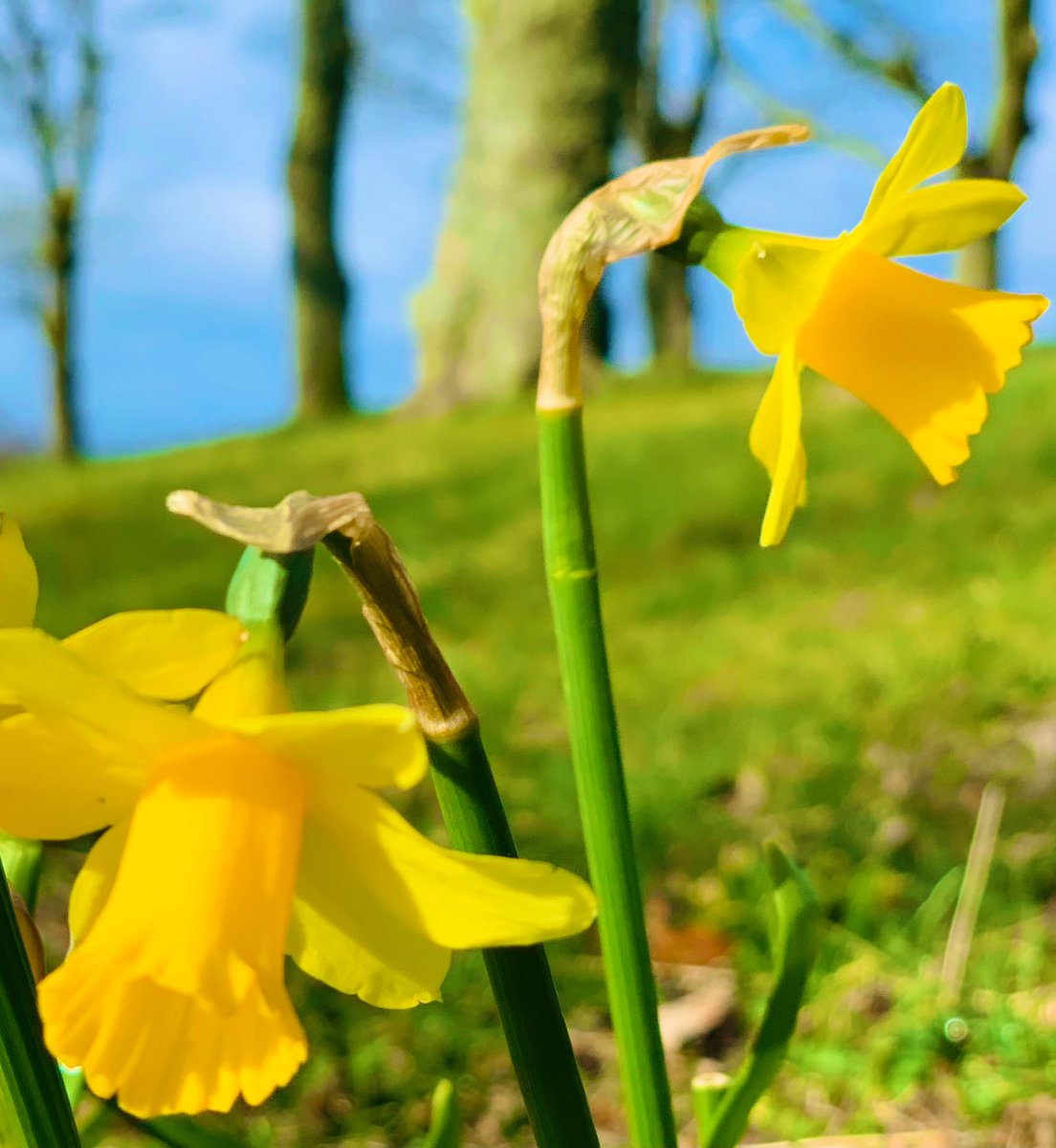 Dr_LangP's tweet photo. Feel great after stretching the legs & taking in colourful hints of spring! π #nature #outdoors #essentialexercise #wellbeingneeds https://t.co/EBPySvU3af