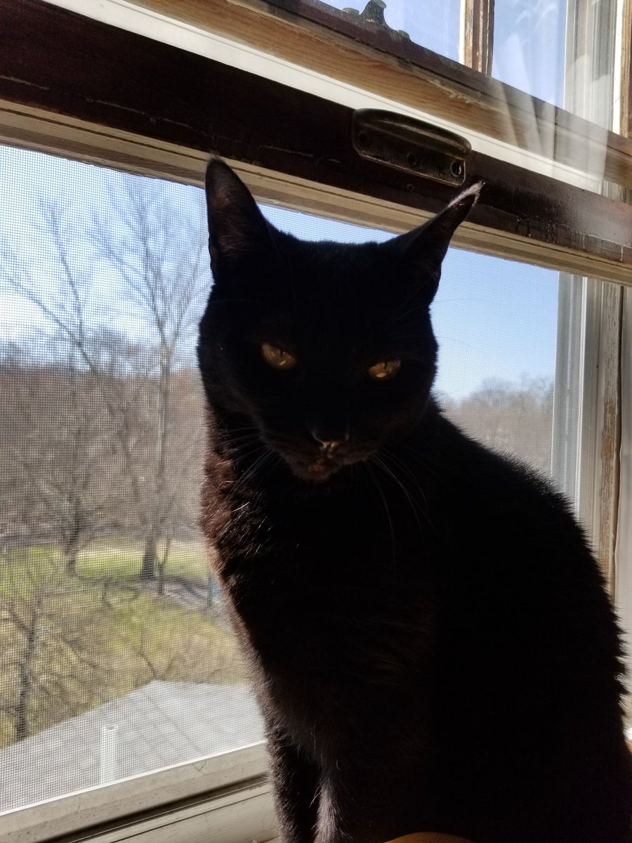 Happy #Caturday pals from Miss Ireland and mama ~angel💜abby~