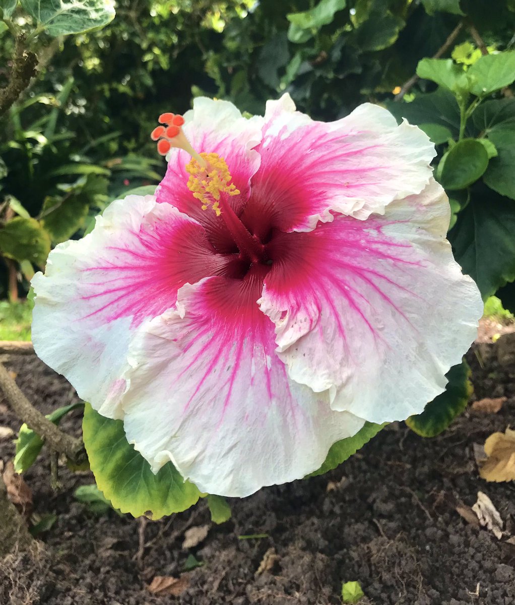 yetirhodanus's tweet photo. „In order for the light to shine so brightly, the darkness must be present.“ Francis Bacon #easterflower #flowers #flowerpower #flores #flowerphotography #NaturePhotography #loveflowers @picsofflowers @ThePhotoHour @EarthPix https://t.co/6joPW2jk8U