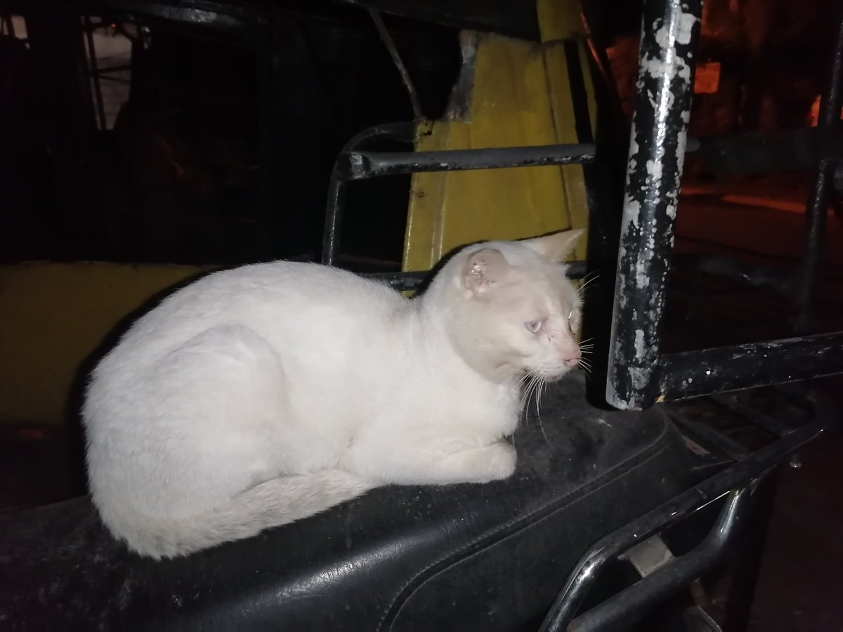 LindaLokie's tweet photo. mixture of wetfood for our senior community cat (white) "MAO" and friends!! Happy Cat Happy Life #cats #CatsOfTwitter #donateforcat #DONATION #RescuedCat #AdoptDontShop https://t.co/8ZvPbd9PgQ