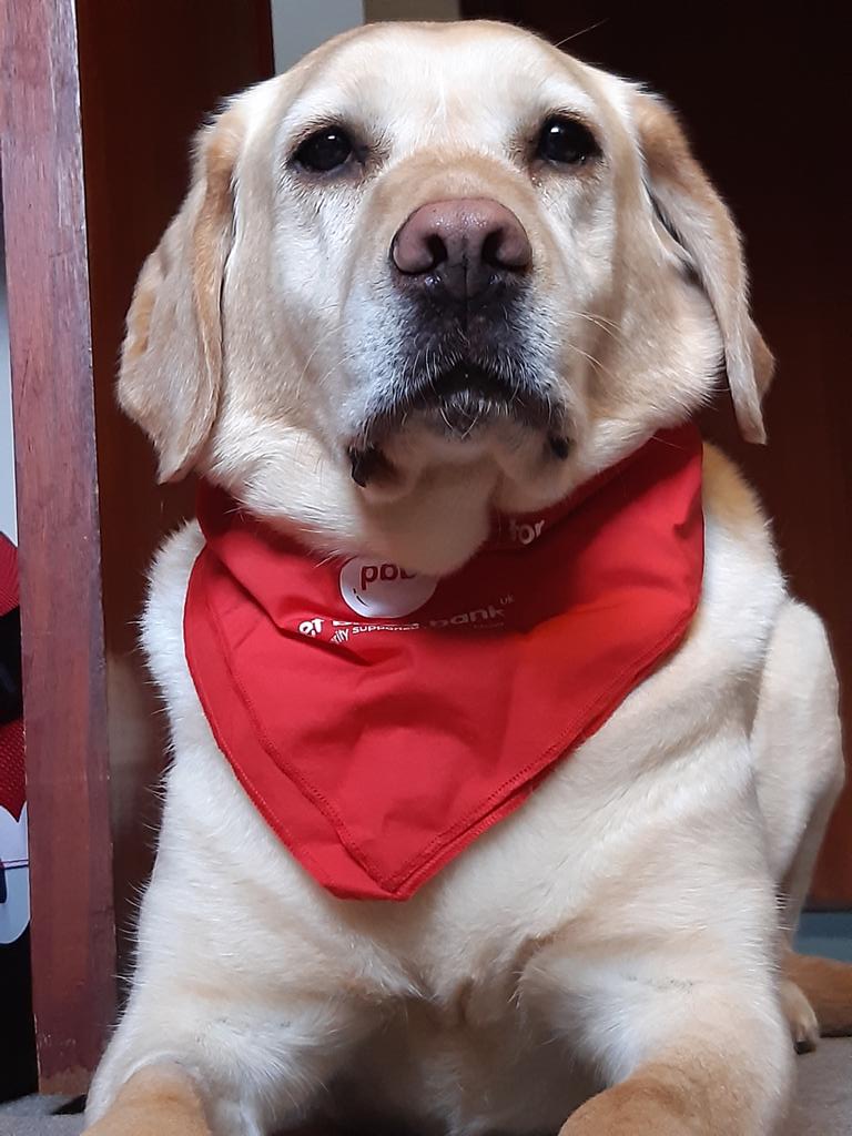 ProfIanRamsey's tweet photo. Holly the hero donated blood whilst I was on line at BSAVA Congress now back in my room listening to Oncology stream. Good to know she was in safe hands!
 #BSAVA21 @PetBloodBank https://t.co/ZqvFUIcHlM