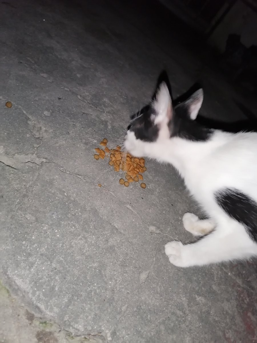 LindaLokie's tweet photo. mixture of wetfood for our senior community cat (white) "MAO" and friends!! Happy Cat Happy Life #cats #CatsOfTwitter #donateforcat #DONATION #RescuedCat #AdoptDontShop https://t.co/8ZvPbd9PgQ