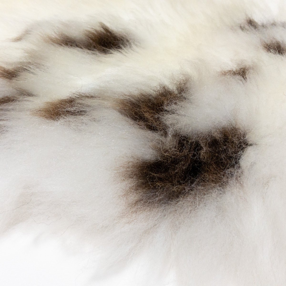 Dartmoor_Skins's tweet photo. As #lockdown eases off next week, people are going to be sat out in their gardens, keeping warm around  a fire. 

(Gazebo sales are going mad apparently!)

May we suggest a #dartmoor #sheepskin to keep you snuggly when dusk arrives?

https://t.co/oCACvL3NJu

#lockdownease #garden https://t.co/ho2BUDU7W4