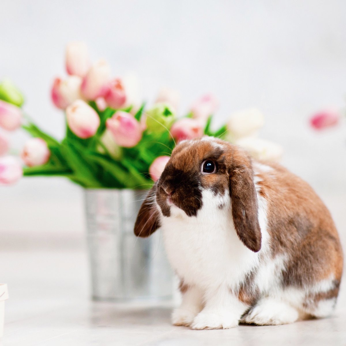 Watermarkbooks's tweet photo. There's still time to stuff those Easter baskets with great books and fun gifts! 🐇 Head over to the link below to shop now!
https://t.co/Dxt2hnNf8o
#staysafereadbooks #watermarkbooks #easter #easterbaskets #eastergifts #springreads #indiebookstores https://t.co/fHlahCxBYY