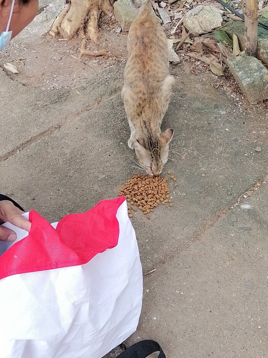 LindaLokie's tweet photo. mixture of wetfood for our senior community cat (white) "MAO" and friends!! Happy Cat Happy Life #cats #CatsOfTwitter #donateforcat #DONATION #RescuedCat #AdoptDontShop https://t.co/8ZvPbd9PgQ