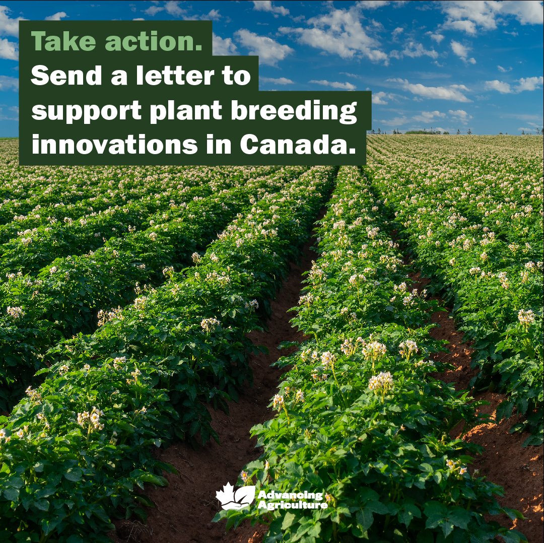 AdvancingAgCA's tweet photo. Let the government know Canadian farmers need access to gene edited crops. Take action. Send a letter. https://t.co/8FbXYt9JBI https://t.co/DRZEuLfbg4