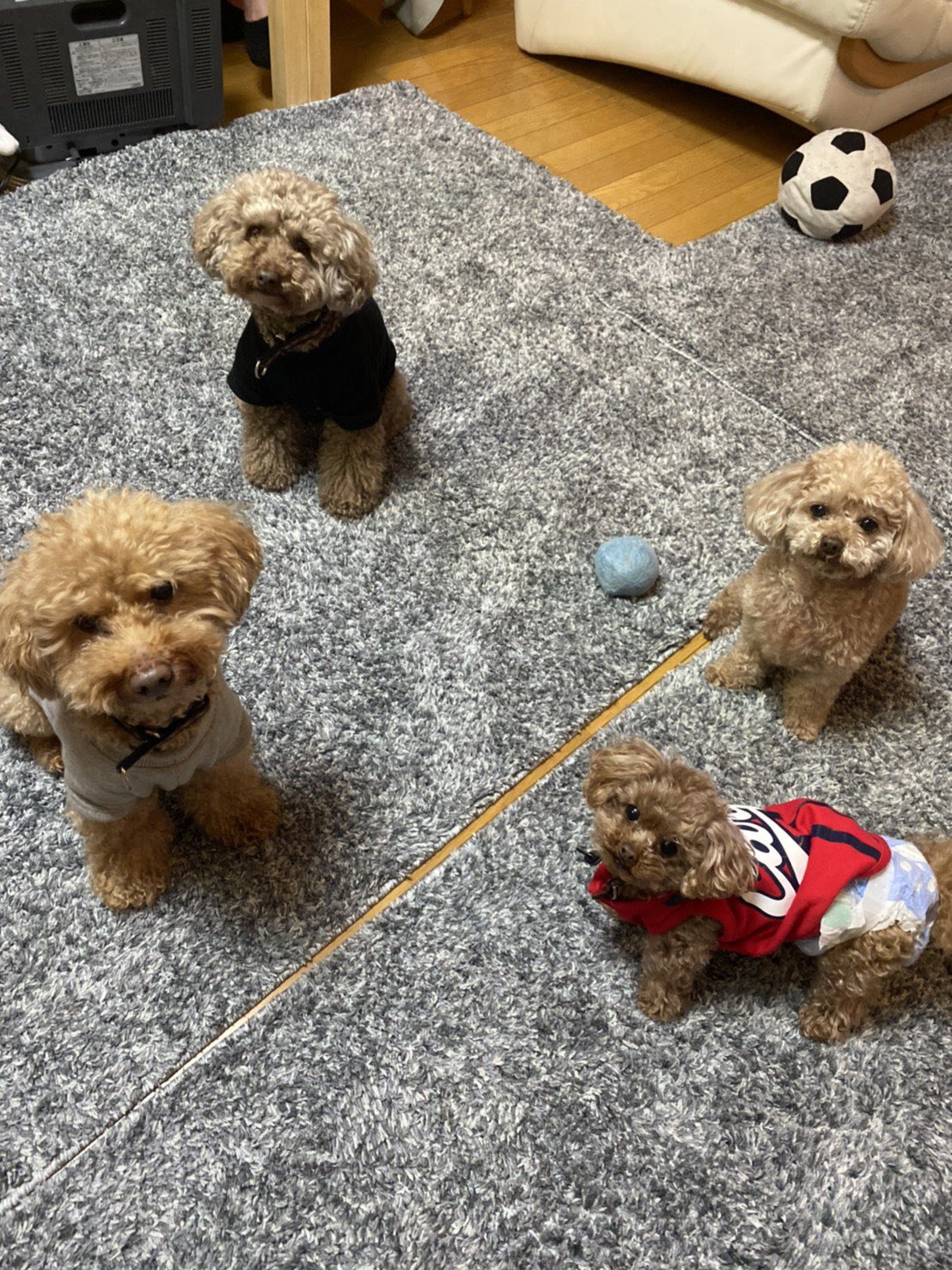 تويتر ぐら على تويتر トイプードル祭り 大きさの違い T Co Z4wk2rxblm