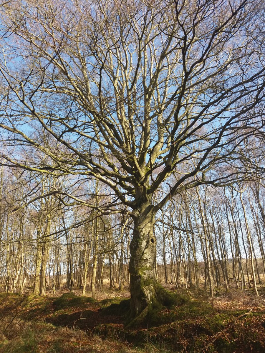 Isla Young MSYP 🏳️🌈🌻 tweet media