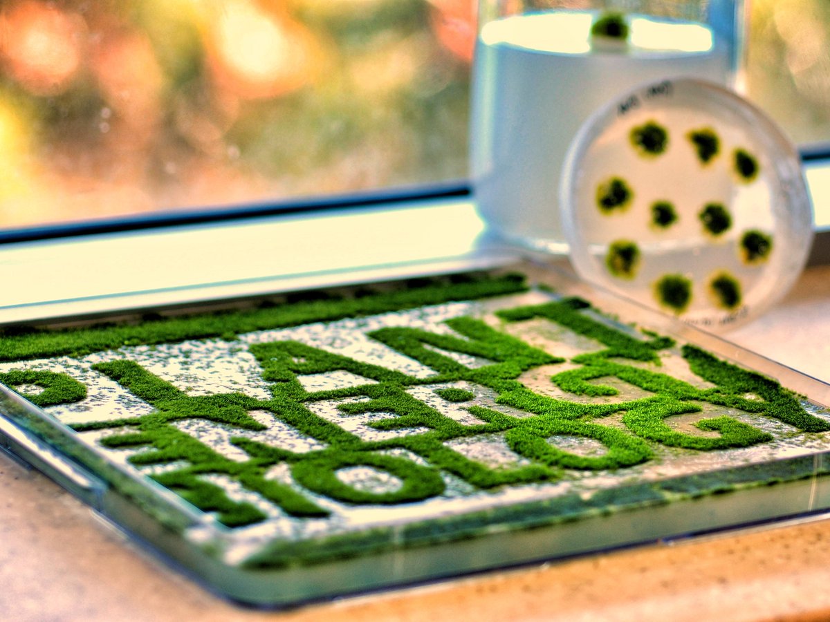 dylan_moss's tweet photo. @MaddiePlantSci If you like that, then it's really going to blow your mind when I tell you that you can take a single cell from a moss plant and regrow it into a full plant with just minimal nutrients. In fact, put it in a blender and make thousands of new plants or paint cool things like this! https://t.co/lljltQ6mM9