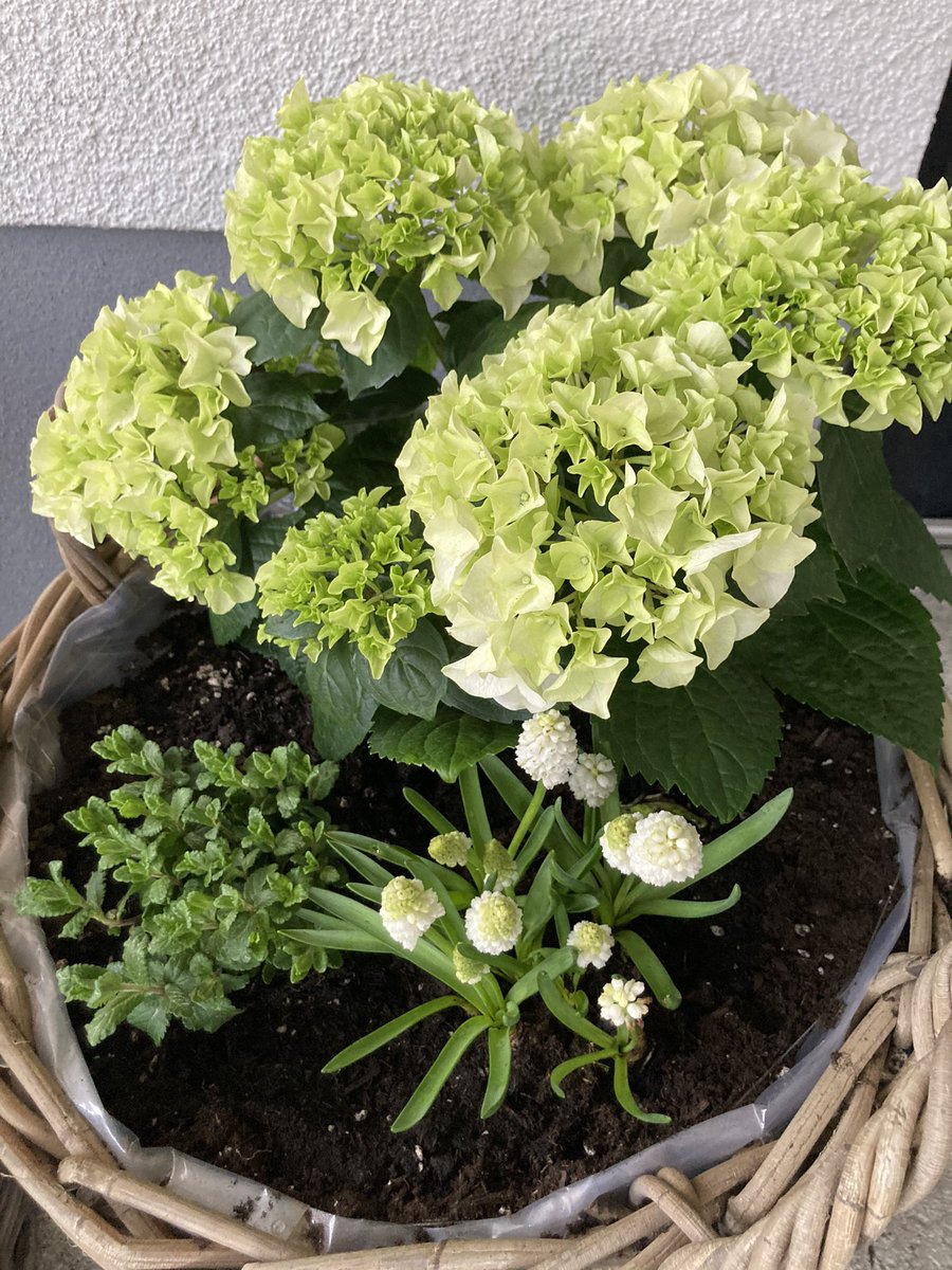_OstseeKind's tweet photo. Hallo #Frühling. https://t.co/G9vPiZ0Xo3