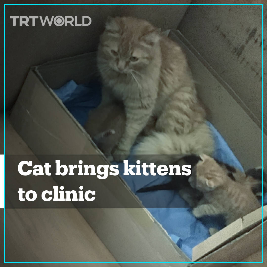 TRT World on Twitter "A stray mother cat brought her kittens to a
