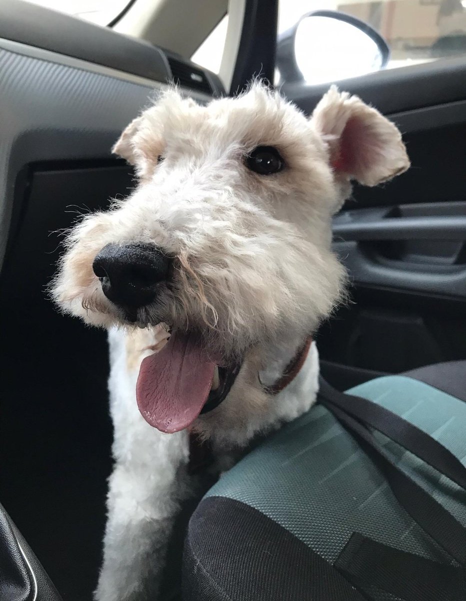 wesorenflying's tweet photo. Here's my doggo Timmy ^^ (forst two pics right after seeing the hairdresser)

Hope you'll feel better soon, hun ♡ https://t.co/Sr8F2nYqYq