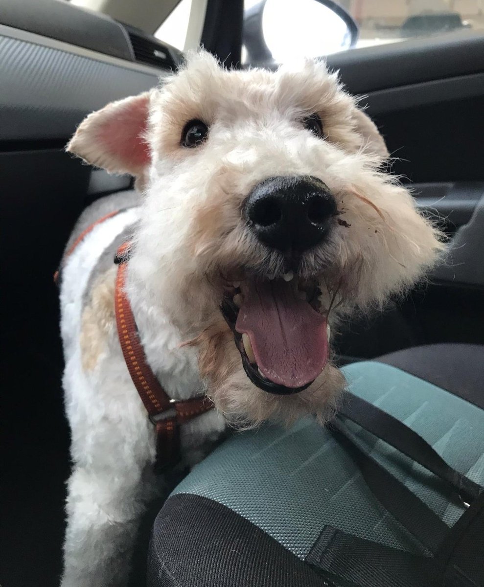 wesorenflying's tweet photo. Here's my doggo Timmy ^^ (forst two pics right after seeing the hairdresser)

Hope you'll feel better soon, hun ♡ https://t.co/Sr8F2nYqYq