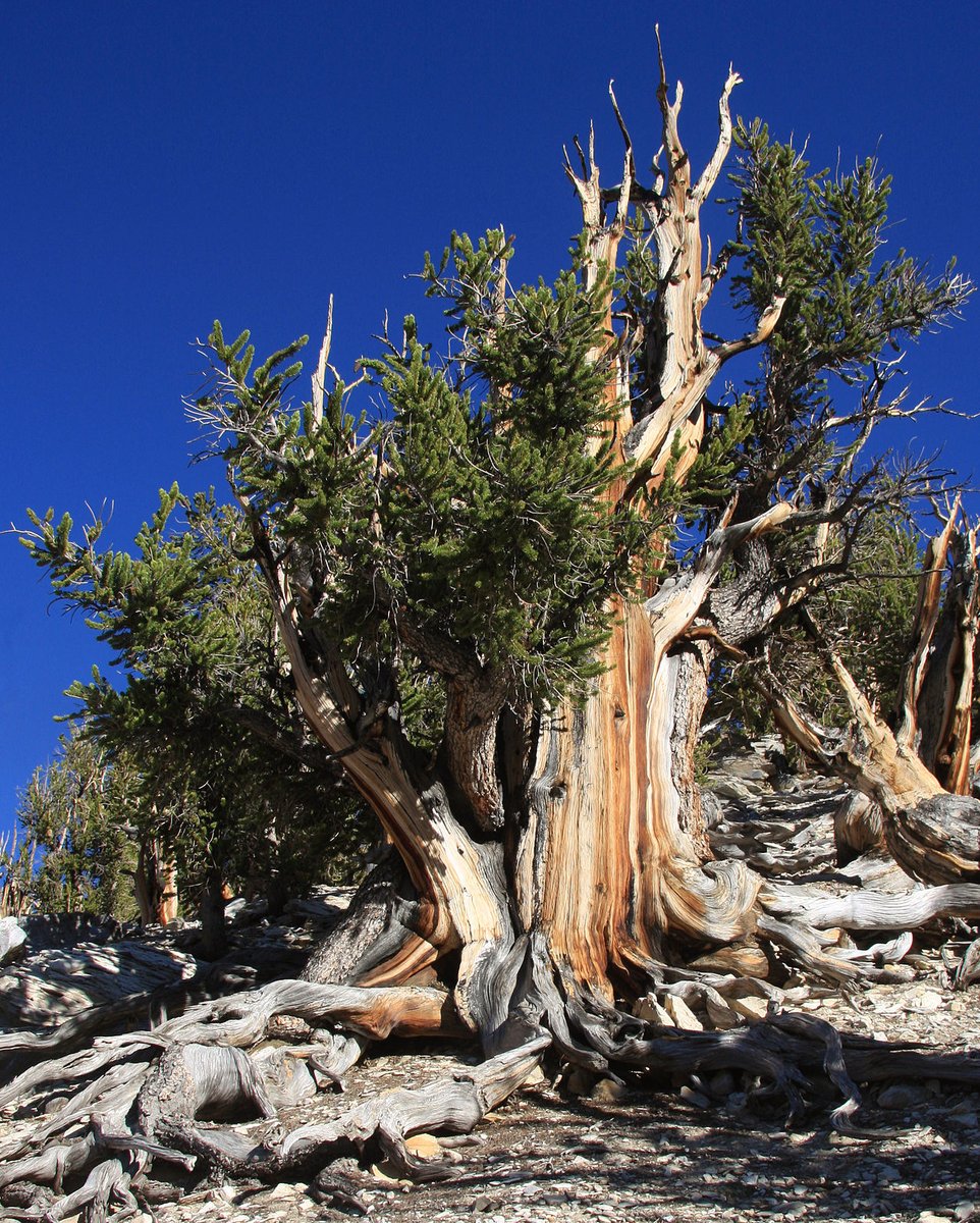 eforestal's tweet photo. El individuo más longevo del mundo, con ¡5072 años!, es un ejemplar de 🌲'Pinus longaeva' 
Vive en las 'White Mountains' de California
https://t.co/blfE6HP88Q https://t.co/ZC7KLs6Sgb