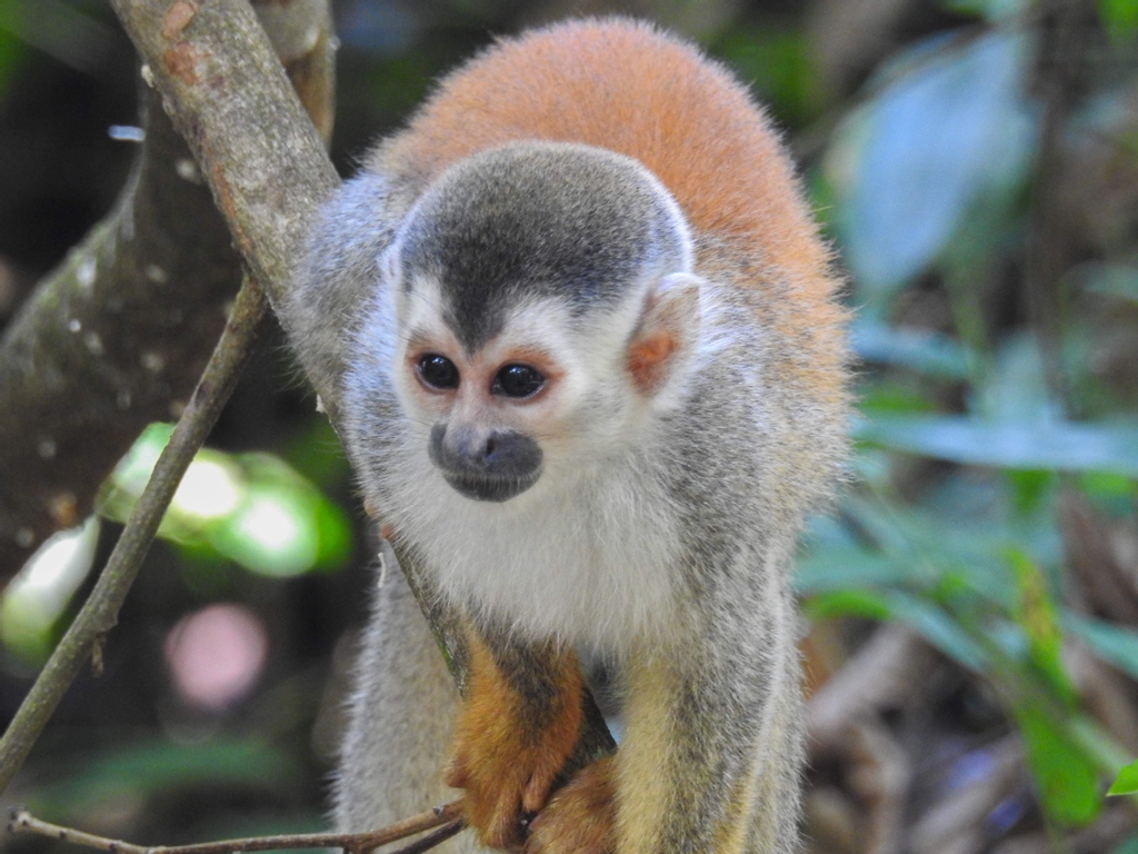 thehowlermag's tweet photo. https://t.co/cJuldJjOTl
#howlermag #puravida #costarica #monkey #squirrelmokey #saimiris #sapajous #monotiti #cutenesoftheday #cute #nature #wildlife #discover #explore #curiosity #funfacts #earth #beauty #costaricajewels https://t.co/ugpexifB20