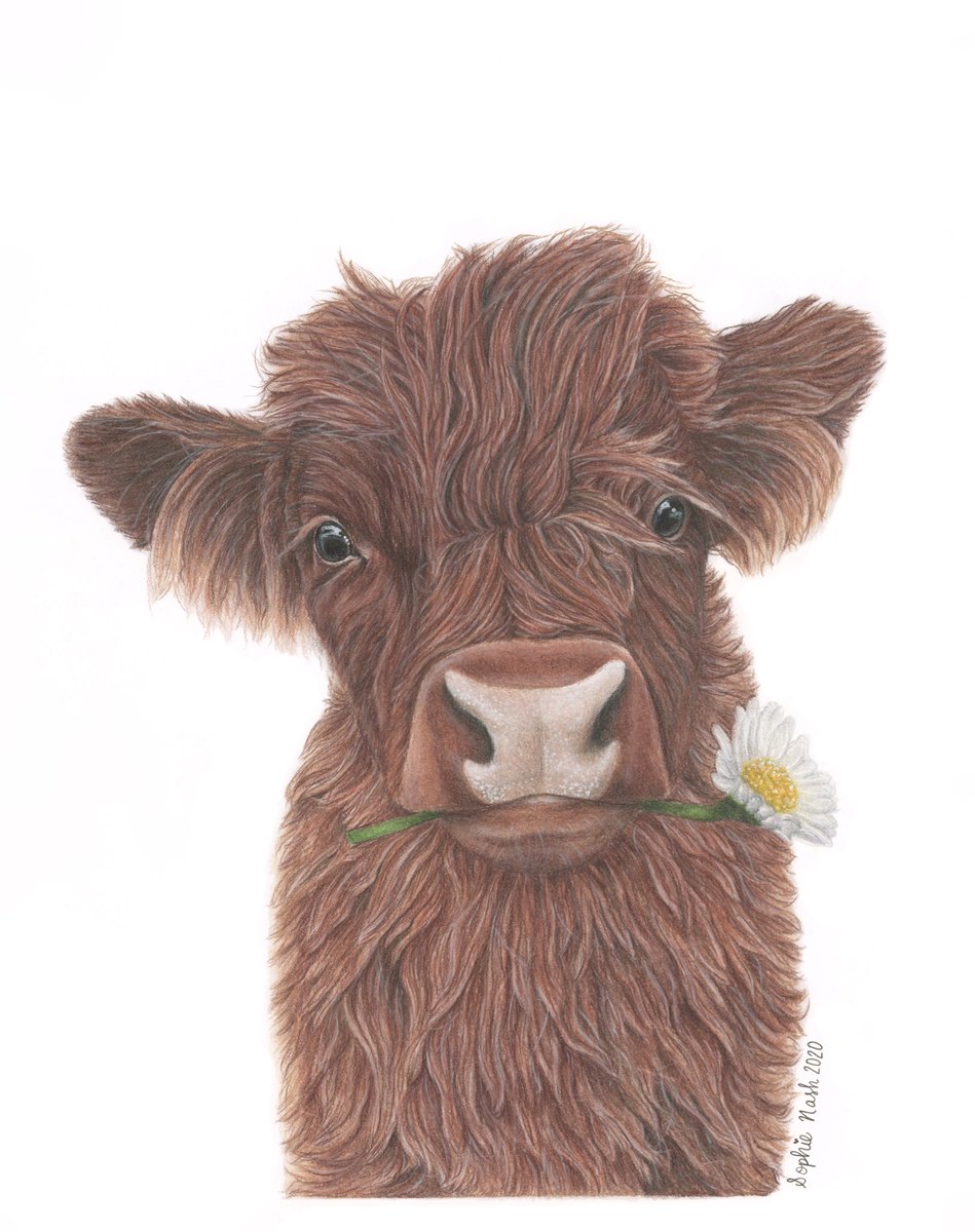 Sophie Nash - Wildlife Artist tweet media