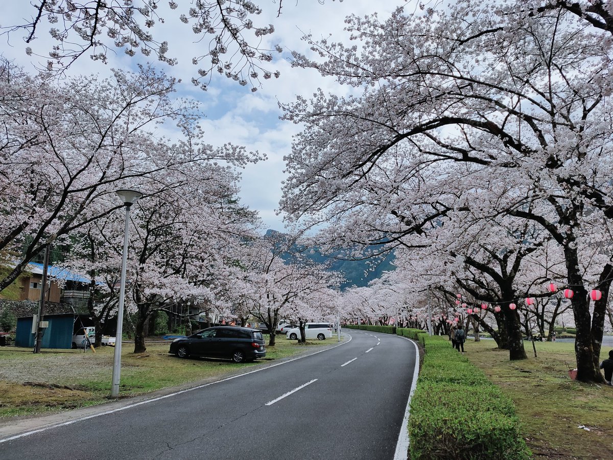ryu_ncworks's tweet photo. 帰ってきてなんやかんやして今の時間。
走行トータル350kmぐらい。温泉やら道の駅にも寄ったりしてたら、やっぱ距離の割りに時間かかってまう。とはいえ、おかげで散る前の桜たっぷり満喫でけたのでおっけー。 https://t.co/lkwZLLj9yK