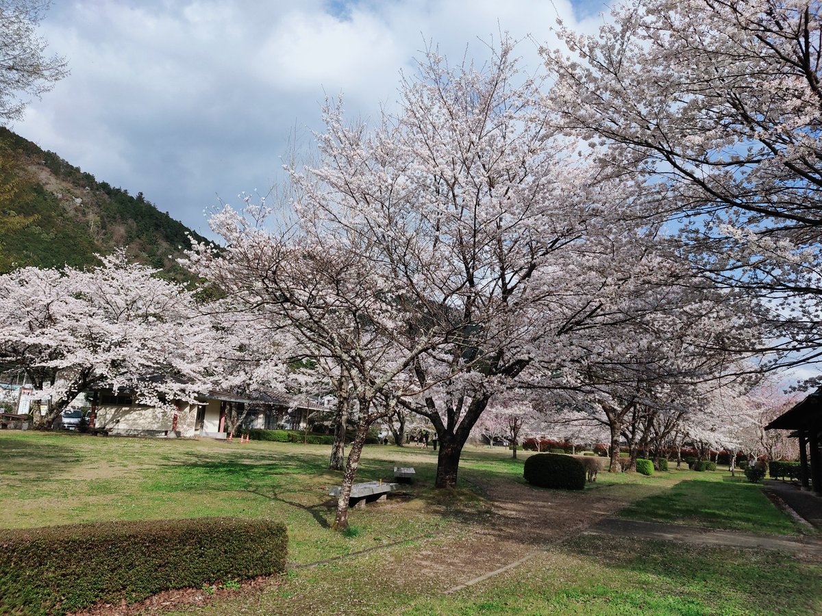 ryu_ncworks's tweet photo. 帰ってきてなんやかんやして今の時間。
走行トータル350kmぐらい。温泉やら道の駅にも寄ったりしてたら、やっぱ距離の割りに時間かかってまう。とはいえ、おかげで散る前の桜たっぷり満喫でけたのでおっけー。 https://t.co/lkwZLLj9yK