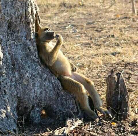 tukwa2's tweet photo. #savetheRainForest
#savecongoRainForest
#savethemauforest
#savetheAmazonRainforest
Let's take conservation into another Level.
Let's conserve Rainforest
And plant trees
Animals will be more happy too.
#ClimateCrisis
#ClimateAction https://t.co/8IqJtRt05j