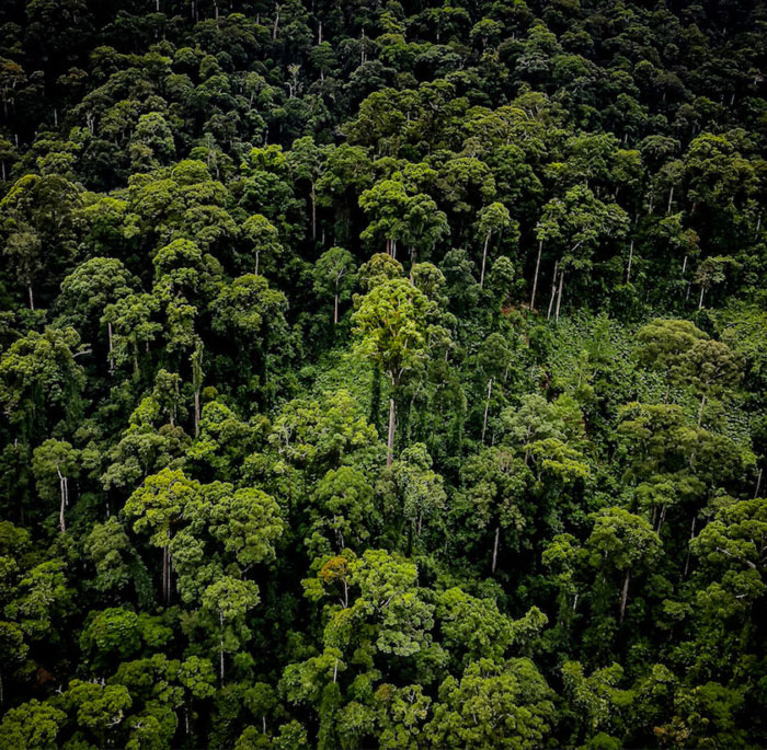 tukwa2's tweet photo. #savetheRainForest
#savecongoRainForest
#savethemauforest
#savetheAmazonRainforest
Let's take conservation into another Level.
Let's conserve Rainforest
And plant trees
Animals will be more happy too.
#ClimateCrisis
#ClimateAction https://t.co/8IqJtRt05j