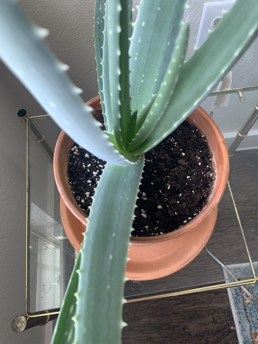 AllieHowland's tweet photo. Can someone please explain how everyone else is able to get their plants in the center of their pots and I can NEVER????? https://t.co/NYPTWN91Af