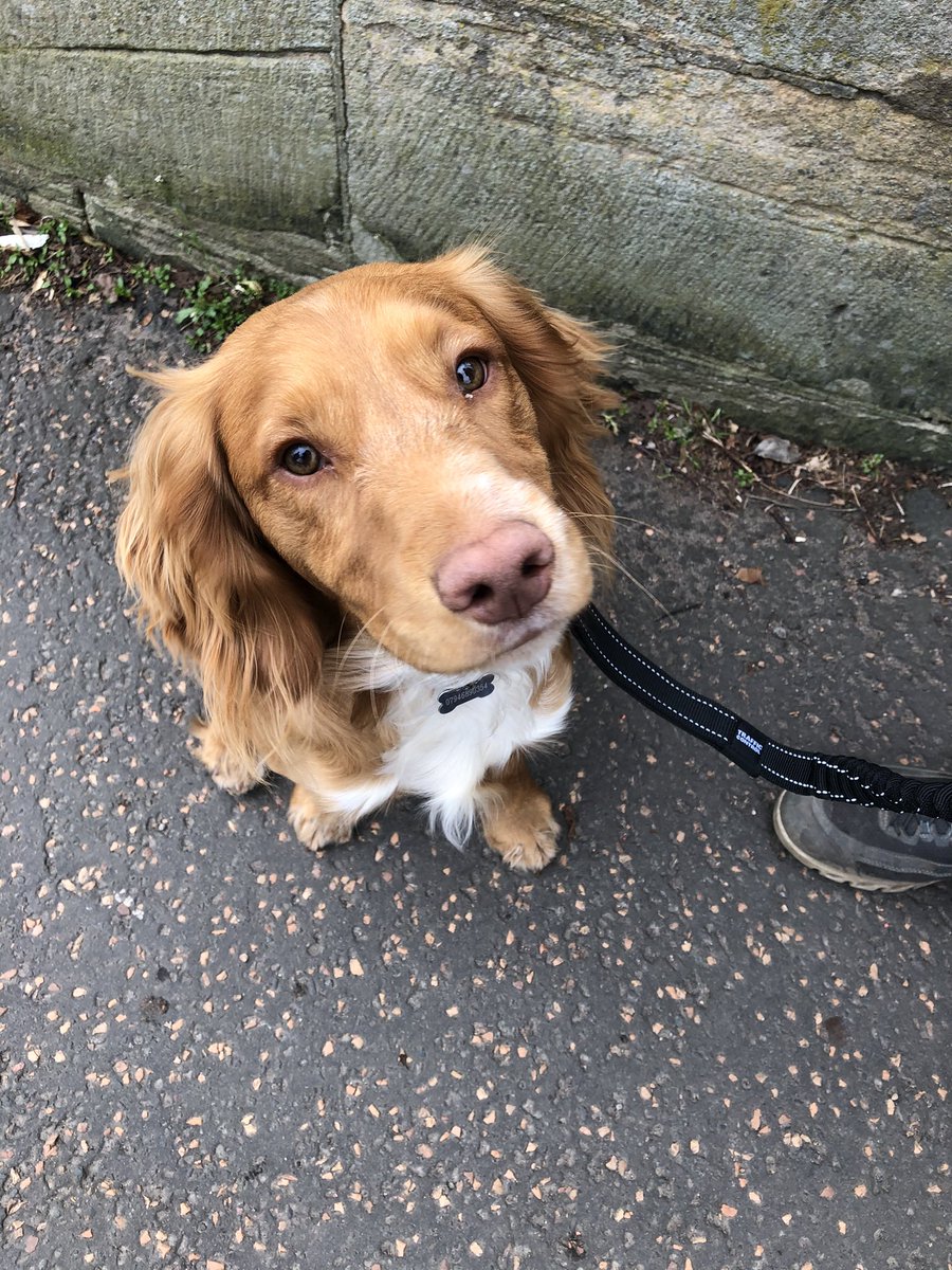 hyildizhistory's tweet image. My favourite dog #cuthbert