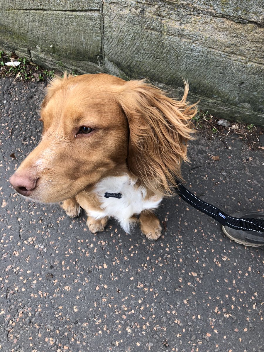 hyildizhistory's tweet image. My favourite dog #cuthbert