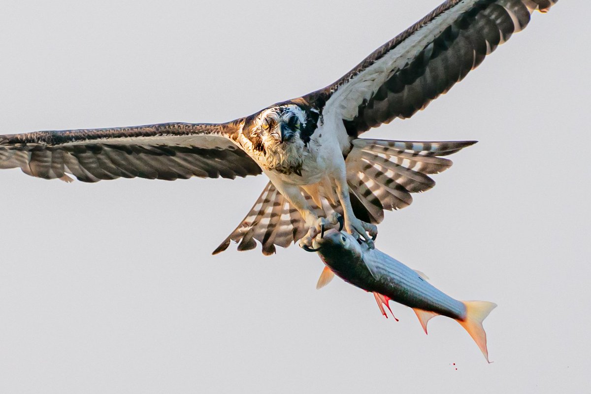 つのじ 石川県民として最後の野鳥撮影はミサゴの狩り 河口ではボラが多い 繁殖のため 4羽程が同じ場所で狩りをしてました カッコイイ姿を見せてくれました ちなみに4枚目は魚を巣に持って帰らず目の前に降りてきてムシャムシャ食べ始めました 小腹