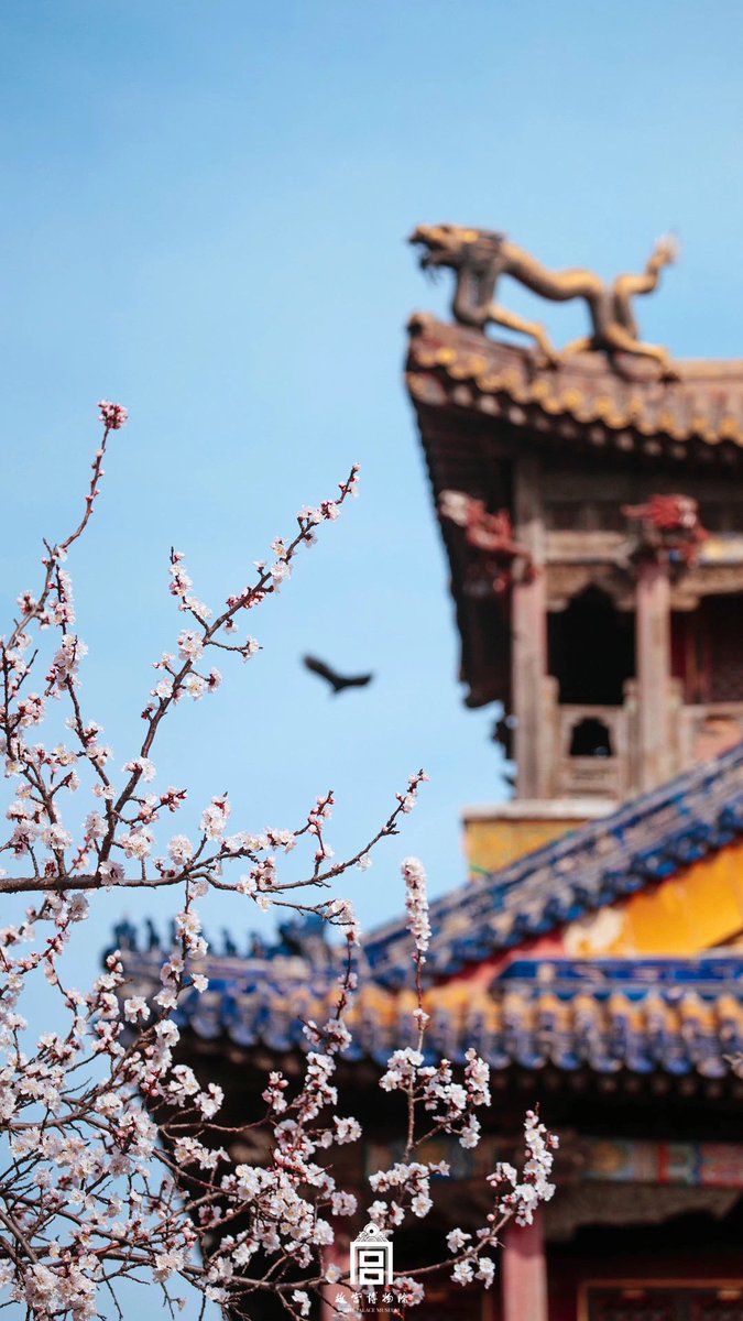 PalaceMuseum_'s tweet photo. The apricot blossoms in the @PalaceMuseum_ are blooming! So come to visit me, I’d like to share the marvelous #spring with you. 😍

#PalaceMuseum #China #amazing #ForbiddenCity #beautiful #flower #travel #Tourism #Beijing #PhotoOfTheDay https://t.co/VKguB4HI8R