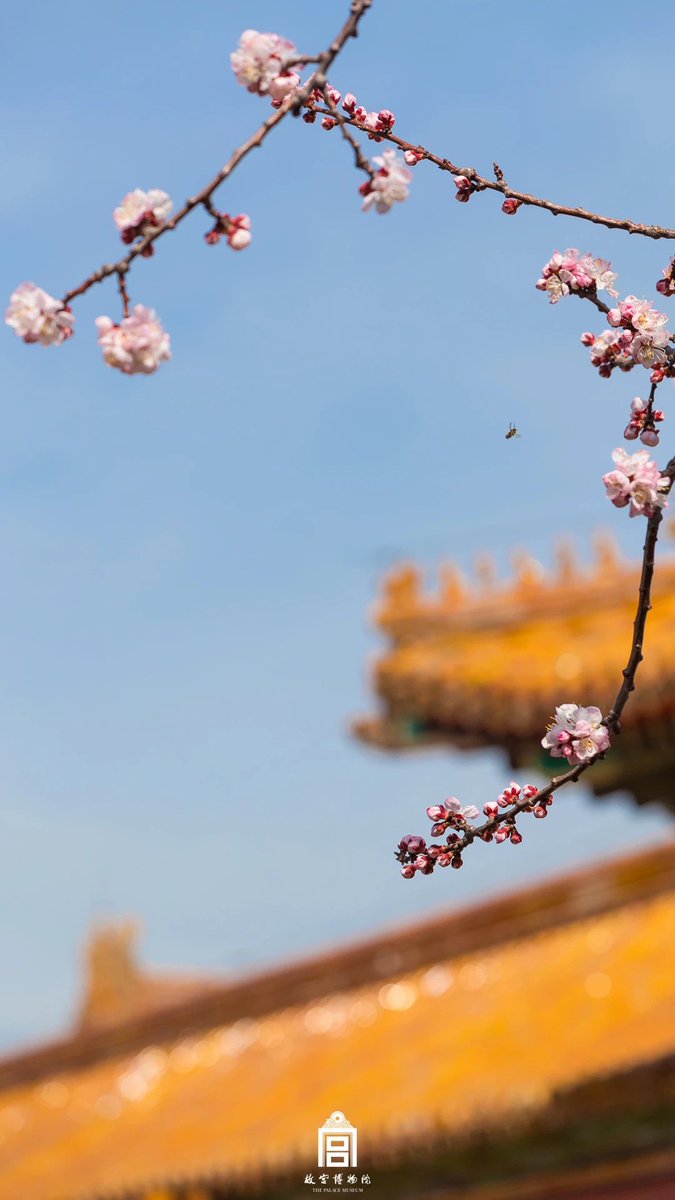 PalaceMuseum_'s tweet photo. The apricot blossoms in the @PalaceMuseum_ are blooming! So come to visit me, I’d like to share the marvelous #spring with you. 😍

#PalaceMuseum #China #amazing #ForbiddenCity #beautiful #flower #travel #Tourism #Beijing #PhotoOfTheDay https://t.co/VKguB4HI8R