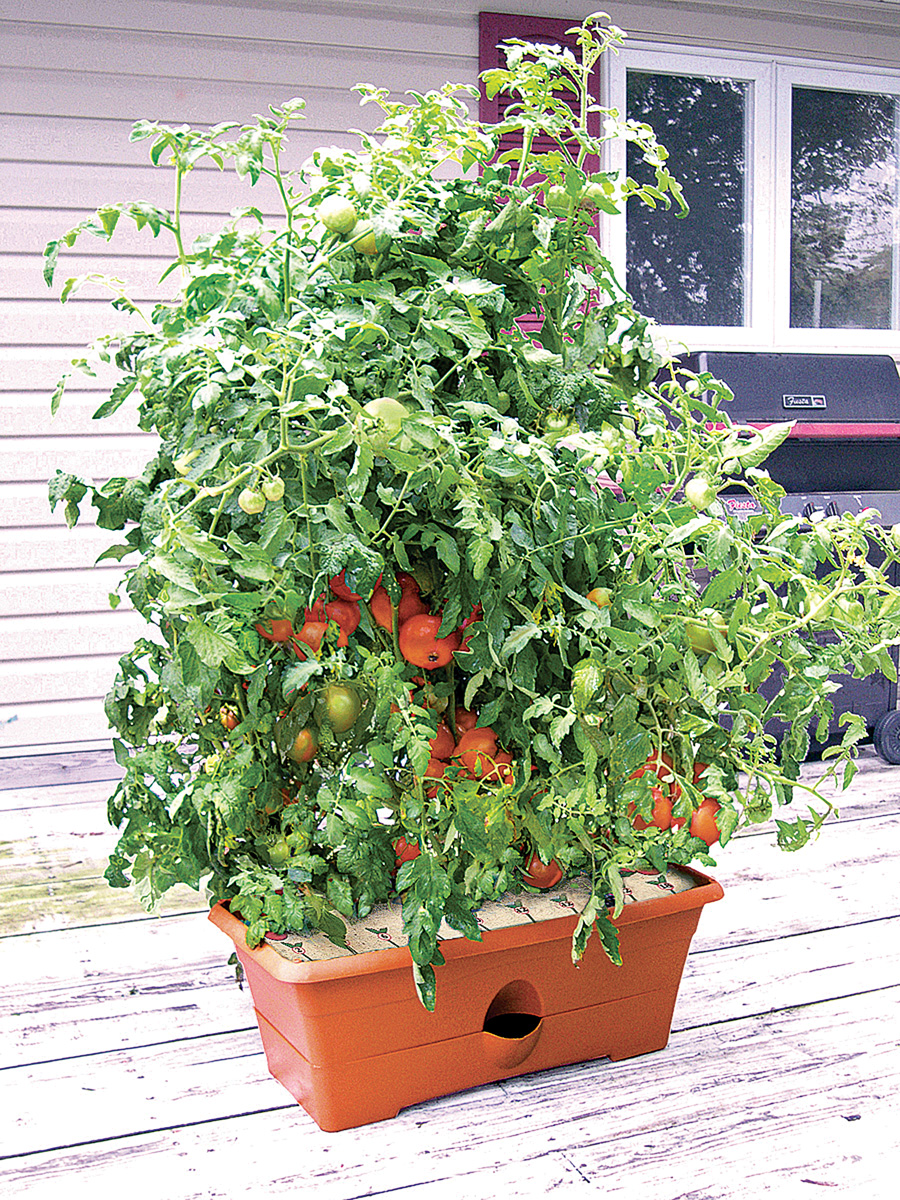 finegardening's tweet photo. Growing your own veggies has never been easier or more fun! The award-winning GrowBox™ has a 4-gallon self-watering reservoir and Nutrient Patch™ feeding system which also acts as a weed barrier. #growbox #gardenpatch https://t.co/GyhL9i0adz https://t.co/pCvTnfvyYH