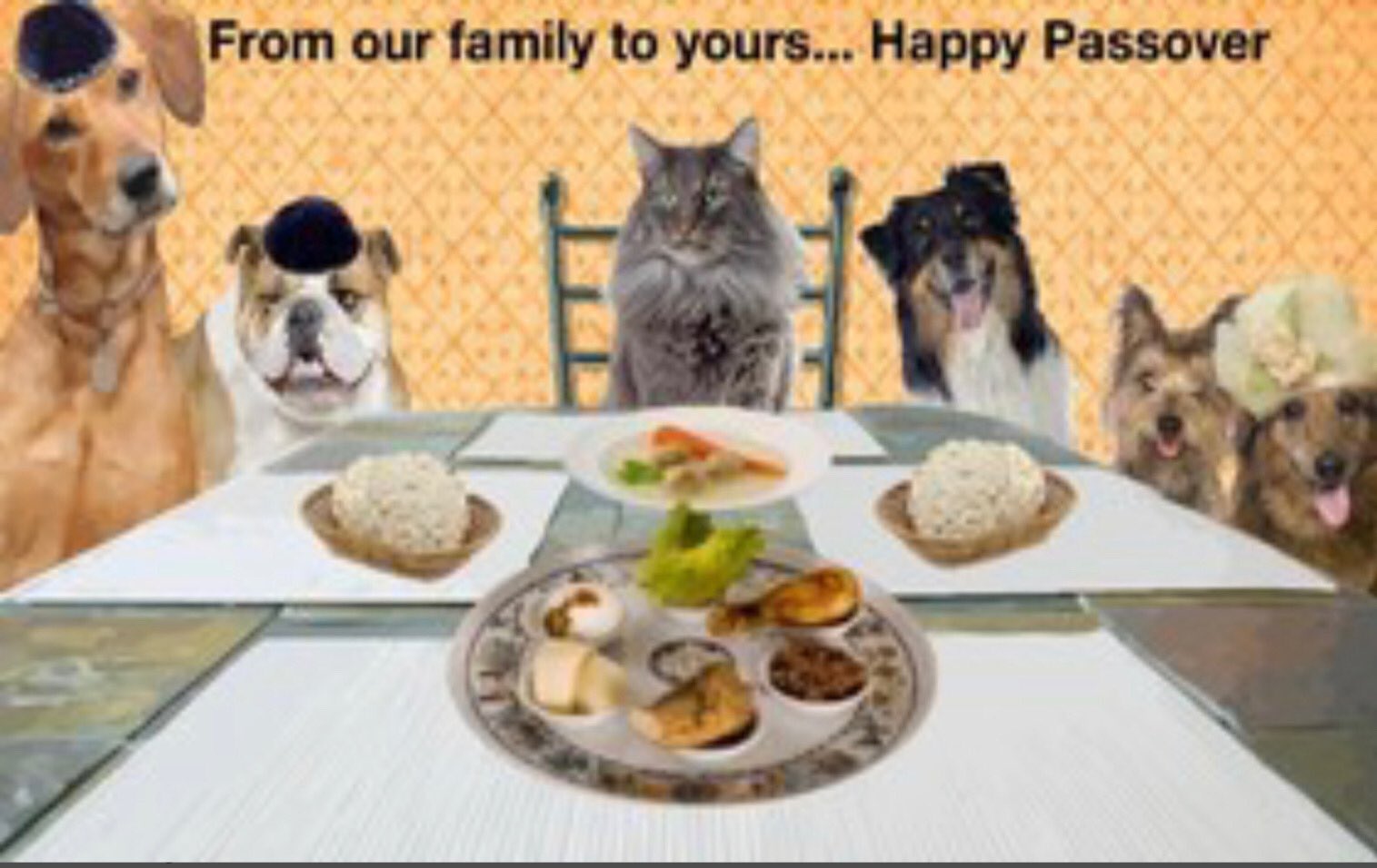 Golden Retriever Matzoh Passover Card ubicaciondepersonas.cdmx.gob.mx