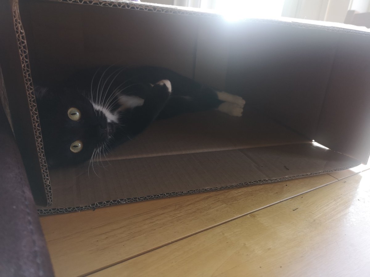 sandraaa_xo's tweet photo. @thecursedchick @pvlyttle πππ start one!
#catsofpublishing https://t.co/4xxycTtnfN