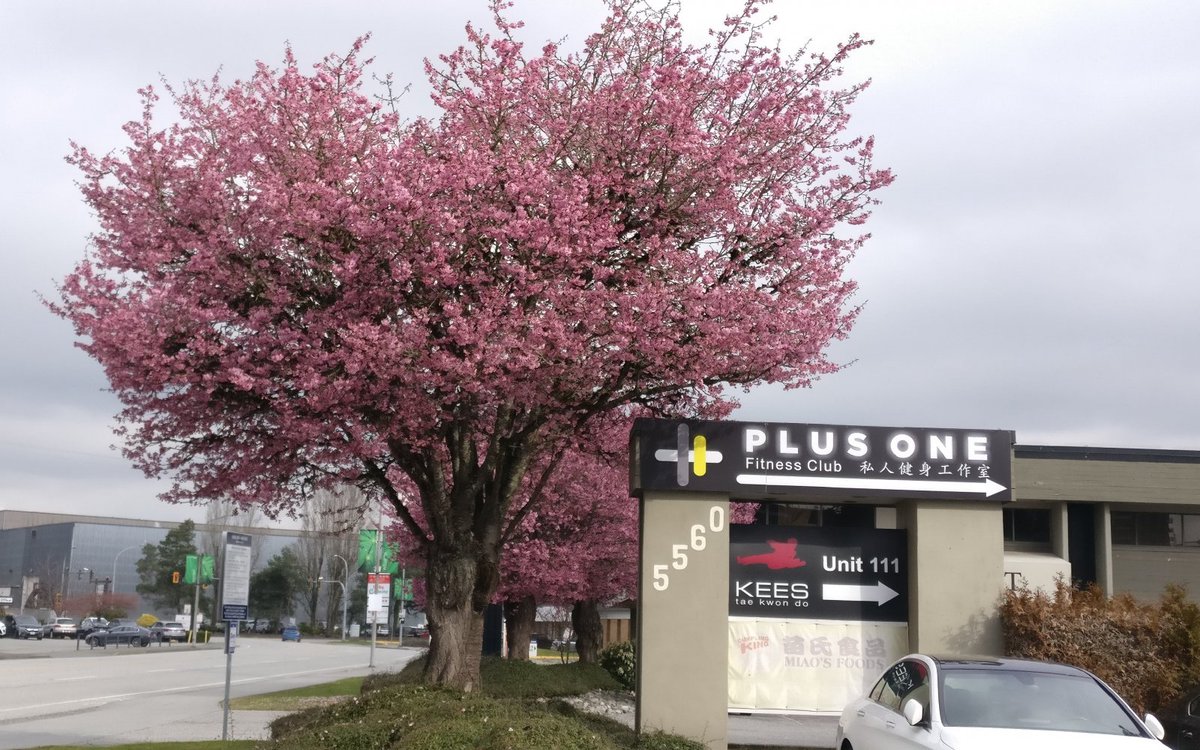 OfficialVCBF's tweet photo. These gorgeous 'Shosar' blossoms are now in full bloom in Richmond around Minoru Boulevard! Keep up with What's Blooming Now on our website!
A friendly reminder to stay responsible while viewing the blossoms. Happy spring <3 #vancherryblossomfest #bloomingnow #vcbf
PC: Manal Ma https://t.co/kFiBwVVJ7B