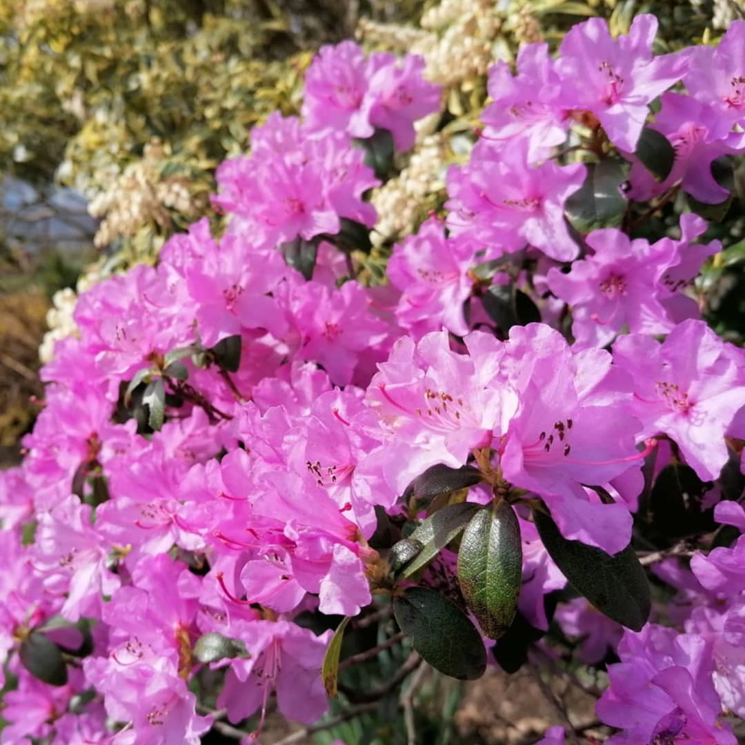 OasisGardening1's tweet photo. I've been following a bee round these Rhododendron 'Praecox', an early March flowering variety.
#beeforage
#sheffieldgarden
#sheffield
#rhododendron
@ShefFlourish https://t.co/JpQVCTSNg4