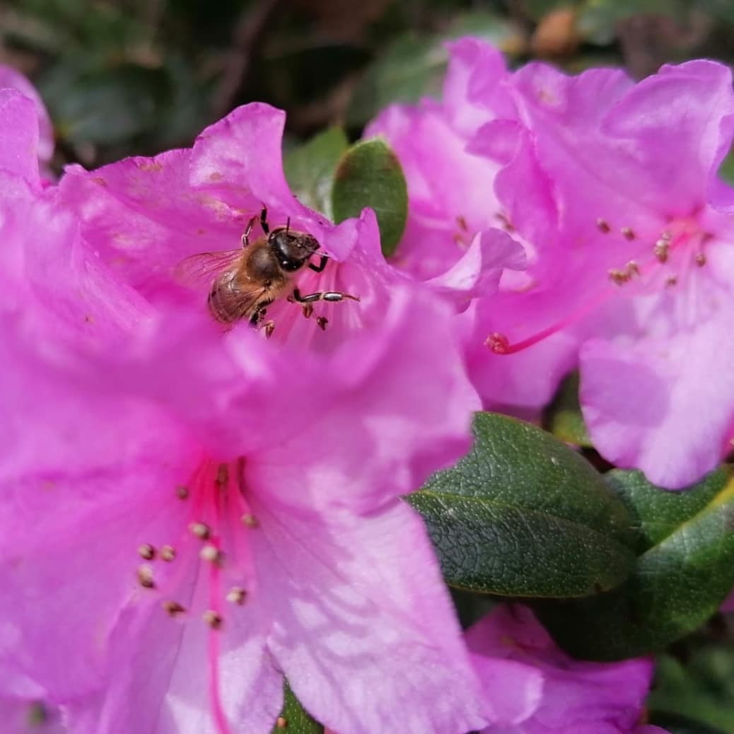 OasisGardening1's tweet photo. I've been following a bee round these Rhododendron 'Praecox', an early March flowering variety.
#beeforage
#sheffieldgarden
#sheffield
#rhododendron
@ShefFlourish https://t.co/JpQVCTSNg4