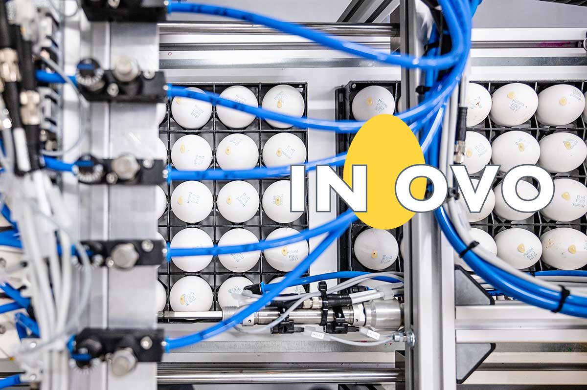 We are #proud to announce In Ovo has hatched the first 150,000 #layinghens without chick culling. Our gender-typing machine has been screening eggs at high-speed in a commercial #hatchery since December.

Read more: inovo.nl

#poultry #innovation #eggsperts #inovo