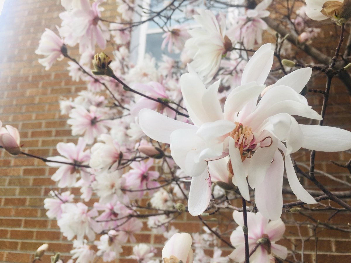 romania007's tweet photo. #blooms #treeinbloom #spring https://t.co/vIm35lJV0e