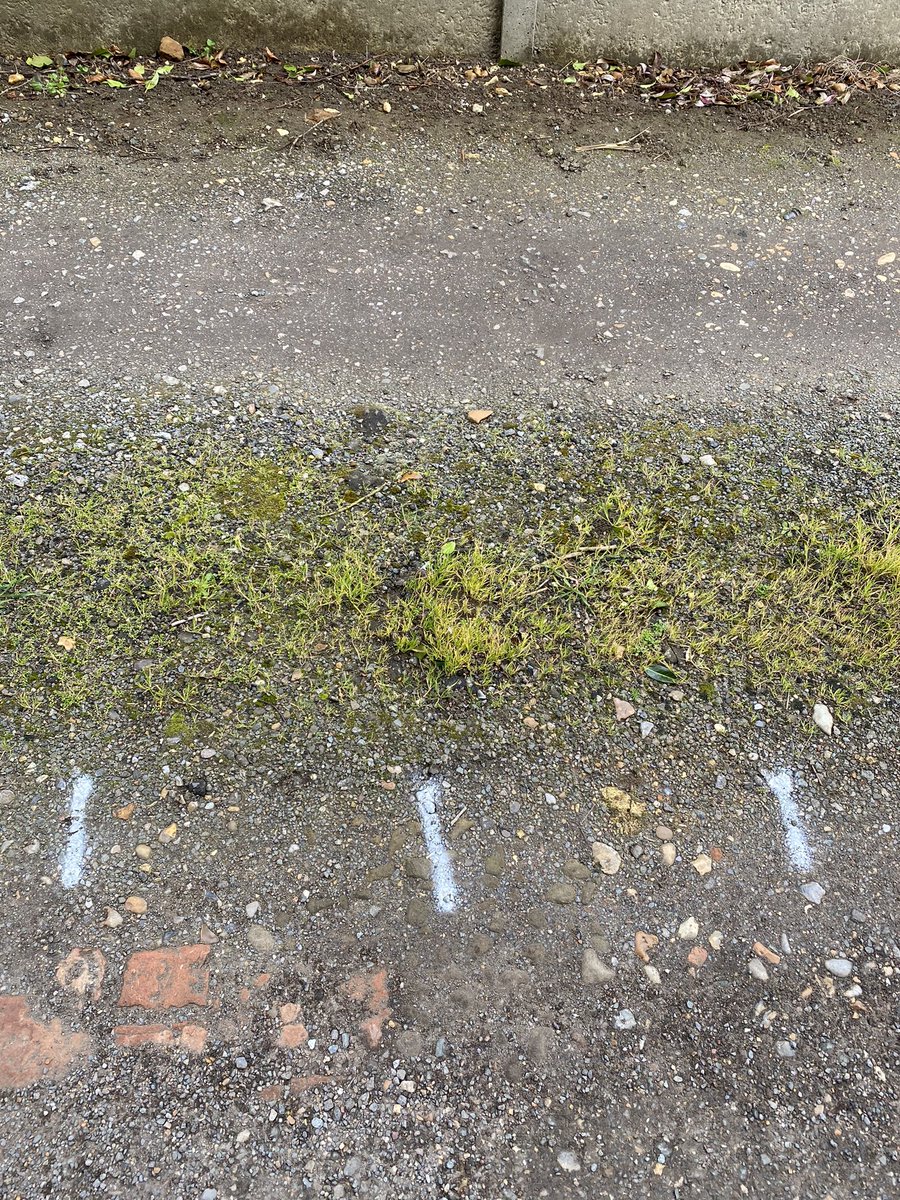 petercorbett7's tweet photo. Residual Herbicide trials comparing glyphosate and non glyphosate options. 5 reps of 6 treatments on typical permeable surface.  Applied 8 days ago difference already appearing https://t.co/OCFc3LC8hP